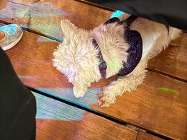 Dog froendly