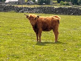 Highland cow