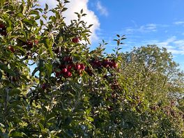 More apple