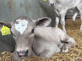 Calves