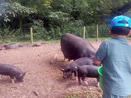 Feeding the pigs