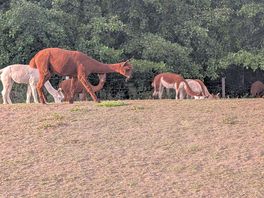 Alpacas