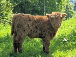 Fluffy calf in the field beside the farm