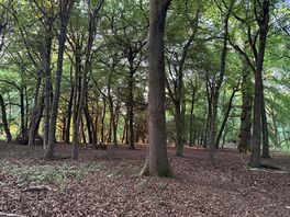 Woodlands