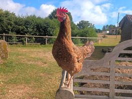 Chicken joined us for breakfast