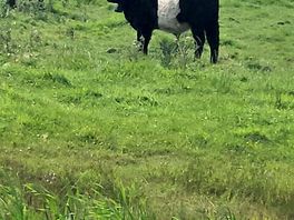 Galloway cows