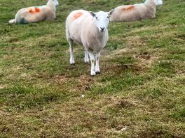 The sheep