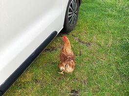 Mad chicken