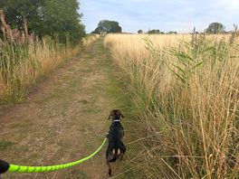 Dog walking field