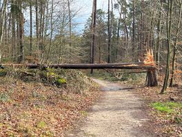 Walking forest near berdorf