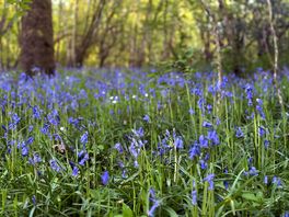 Bluebells in bloom