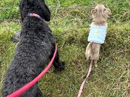 Quincy and lola watching the goats!!