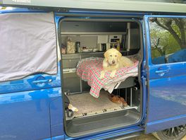 Bella checking out the site