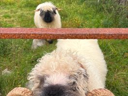 Sheep along side the site