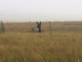 Seen while walking the dogs