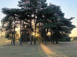 Lots of beautiful trees