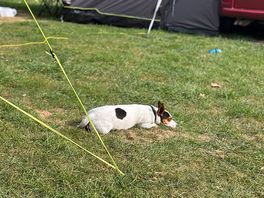 Happy dog