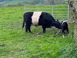 Calf