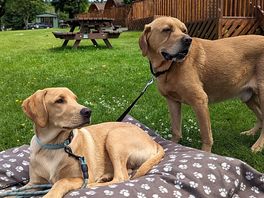 The dogs loved it!