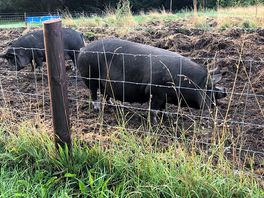 Pigs