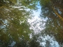 Trees crown