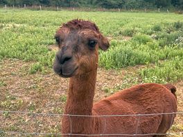 Friendly alpaca