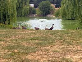 Loved the ducks