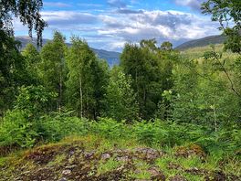 Carie trails