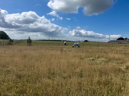 Our lovely view of the field into of the tent entrance, with a few horses dotted around