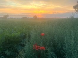 Sunset over the fields