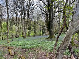 Woodland walk