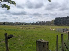 Local view