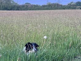 Happy floki in the long grass