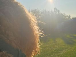 Our doggie watching the sun go down