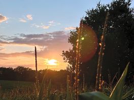 Sunset on the cornfield