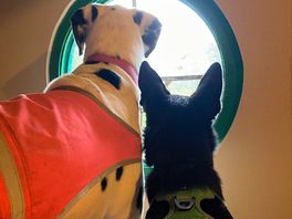 Dog friendly - nosey