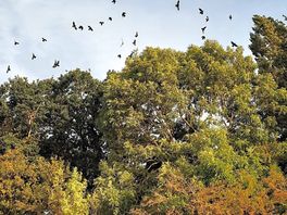 All my photos of the field are on my camera, but here are the crows