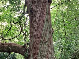 Twisted tree trunk wow