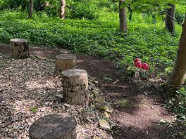 The woods and dog walk