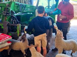 2 handed lamb feeding, what a skill