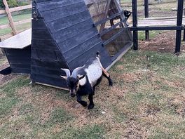 Goats