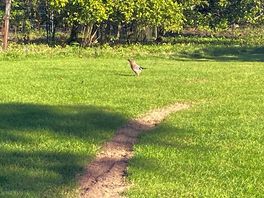 Wildlife