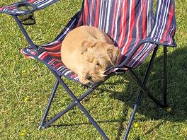 Just chilling - dog friendly