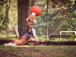 Basketball place with more ball games like table tennis and yes, its a beagle. the smallest donkeys!