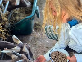 Feeding the goats