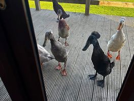 We forgot to close the gate