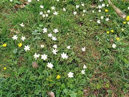 Wood anenomes.