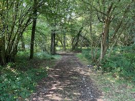 Track through the wood