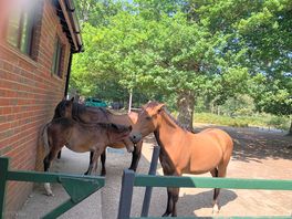 Ponies in the shade of the shower block