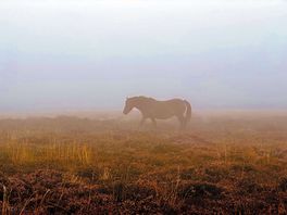 Amazing walks nearby